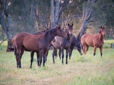 John Doherty: Booking Success At The Chairman’s Sale Image 5